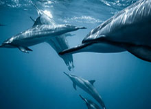 U23国足主帅回应对阵日本队：尽最大努力争冠